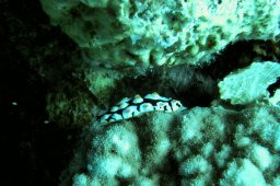 Phylidiella varicosa